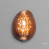 Cowrie Shell