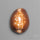 Cowrie Shell
