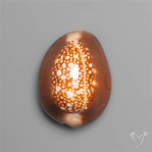 Cowrie Shell