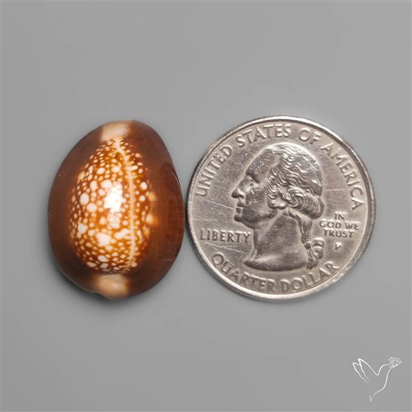 Cowrie Shell