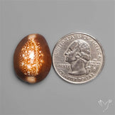 Cowrie Shell