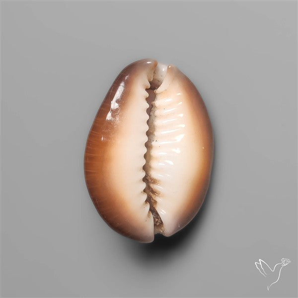 Cowrie Shell