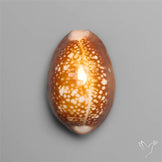Cowrie Shell