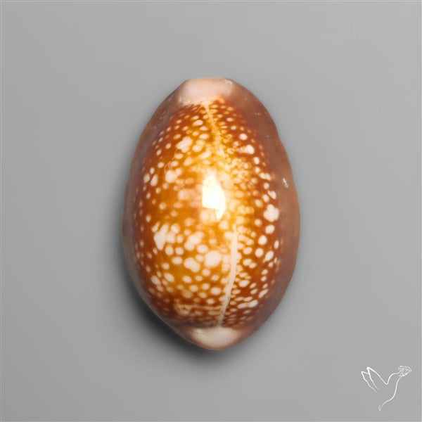 Cowrie Shell