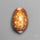 Cowrie Shell