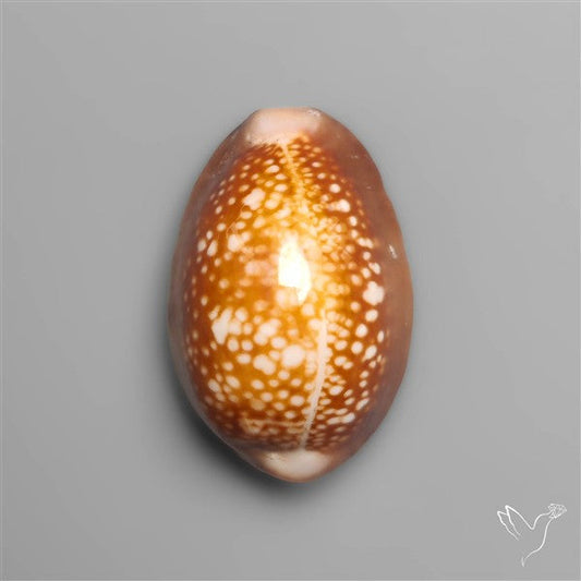 Cowrie Shell