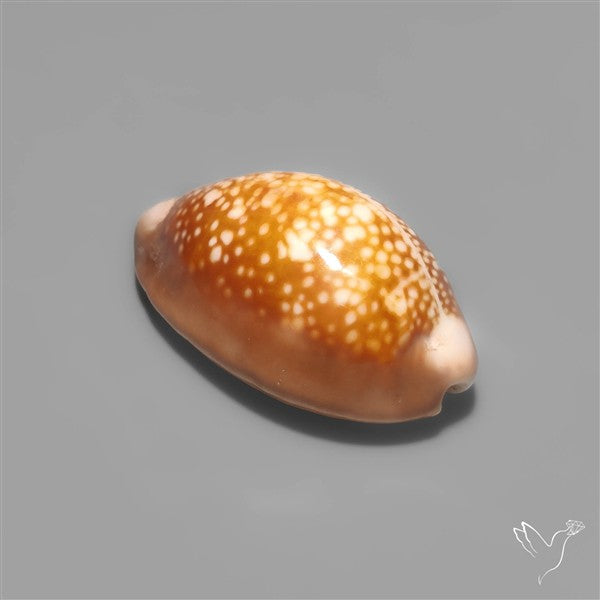Cowrie Shell