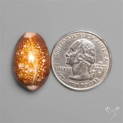 Cowrie Shell
