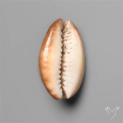 Cowrie Shell