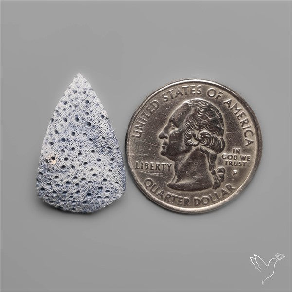 Blue Sponge Coral Raw Face