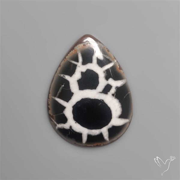Black Septarian Fossil