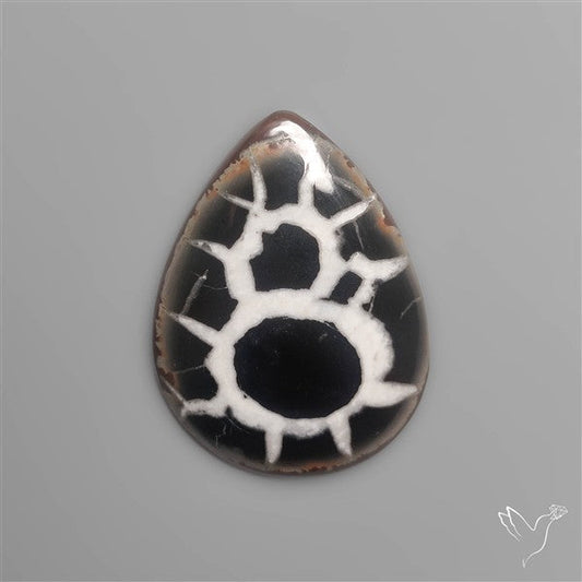 Black Septarian Fossil