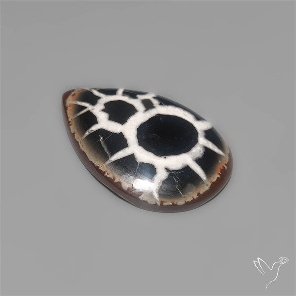 Black Septarian Fossil