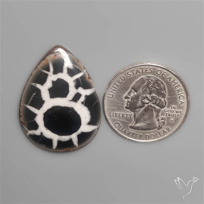 Black Septarian Fossil