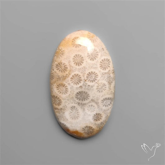 Fossil Coral