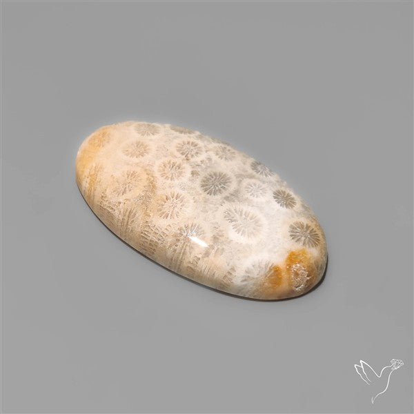 Fossil Coral