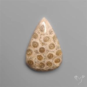 Fossil Coral