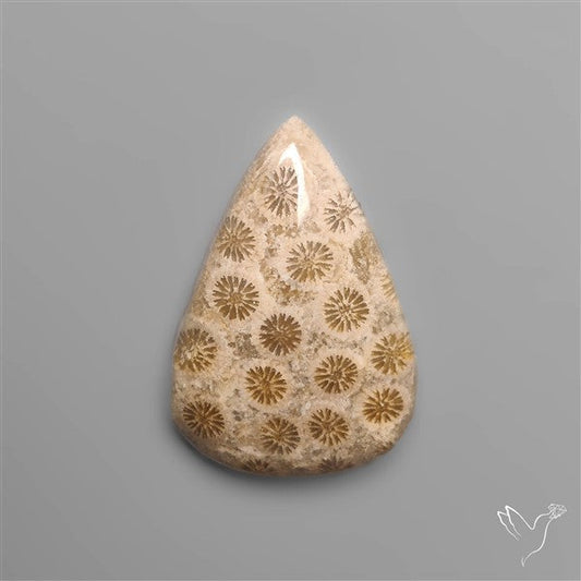 Fossil Coral