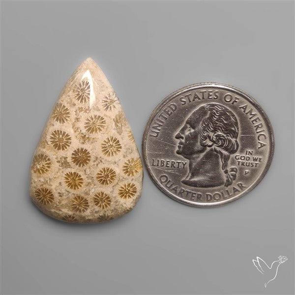 Fossil Coral