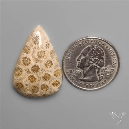Fossil Coral