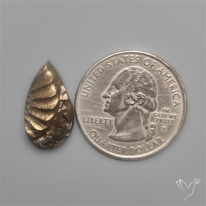 Rare Pyritized Ammonite Negative Fossil Side Cut