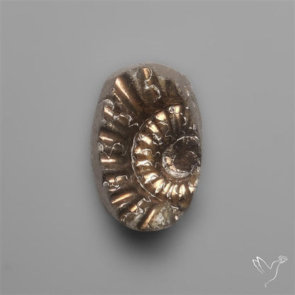 Tiny Rare Pyritized Ammonite Negative Fossil