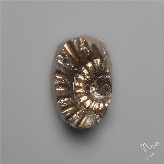 Tiny Rare Pyritized Ammonite Negative Fossil