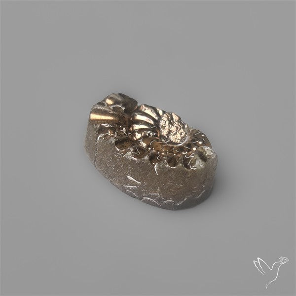 Tiny Rare Pyritized Ammonite Negative Fossil