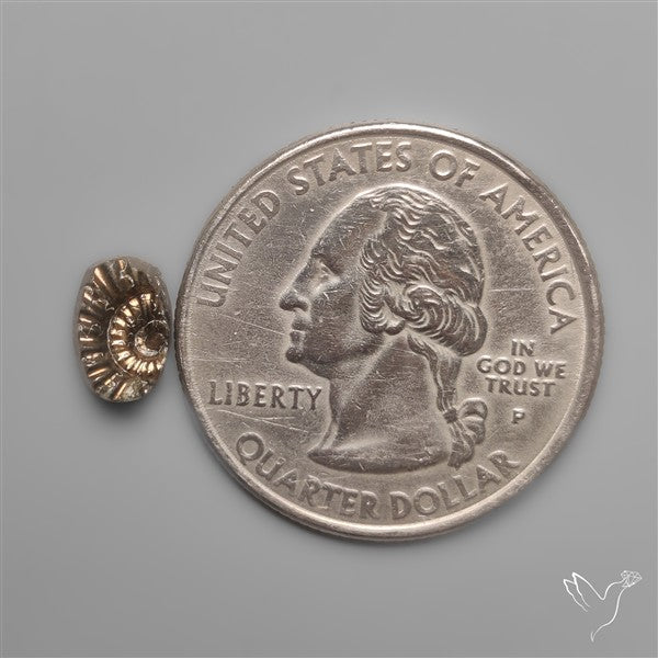 Tiny Rare Pyritized Ammonite Negative Fossil