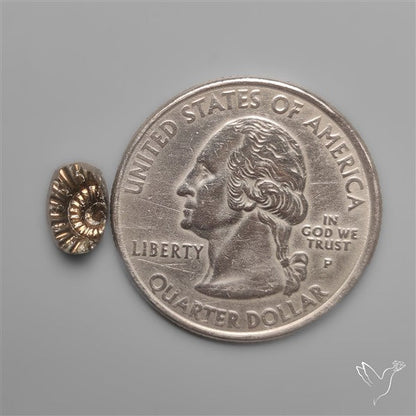 Tiny Rare Pyritized Ammonite Negative Fossil
