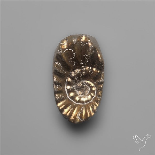 Tiny Rare Pyritized Ammonite Negative Fossil