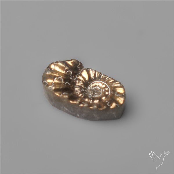 Tiny Rare Pyritized Ammonite Negative Fossil