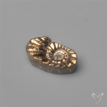 Tiny Rare Pyritized Ammonite Negative Fossil