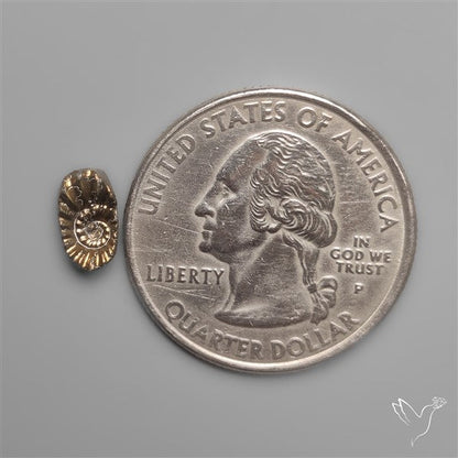 Tiny Rare Pyritized Ammonite Negative Fossil