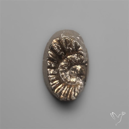 Tiny Rare Pyritized Ammonite Negative Fossil