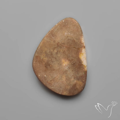 Rare Petrified Wood Druzy Arizona