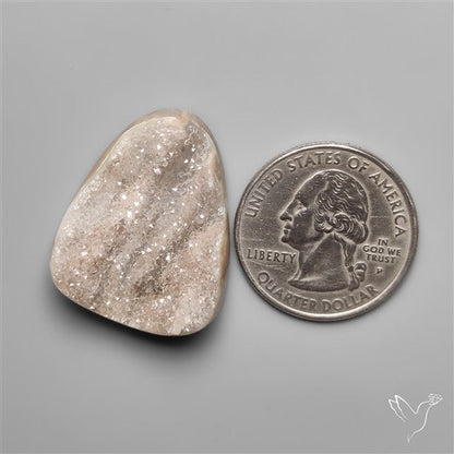 Rare Petrified Wood Druzy Arizona