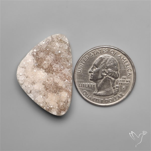 Rare Petrified Wood Druzy Arizona