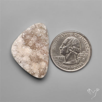 Rare Petrified Wood Druzy Arizona
