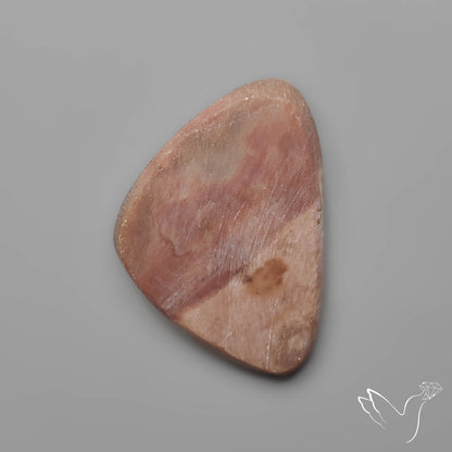 Rare Petrified Wood Druzy Arizona