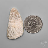 Rare Petrified Wood Druzy Arizona