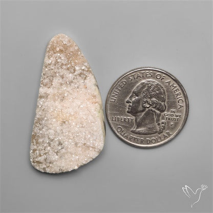 Rare Petrified Wood Druzy Arizona