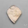 Rare Petrified Wood Druzy Arizona