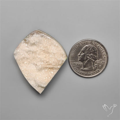 Rare Petrified Wood Druzy Arizona