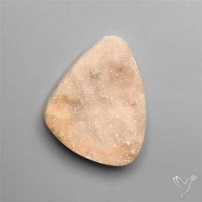 Rare Petrified Wood Druzy Arizona