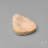 Rare Petrified Wood Druzy Arizona