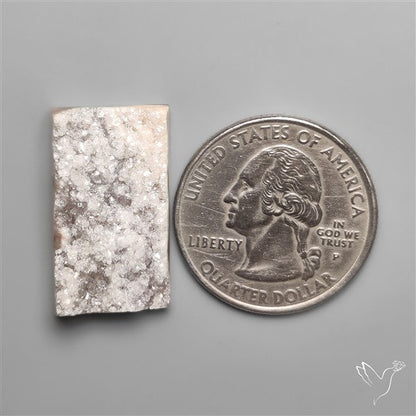 Rare Petrified Wood Druzy Arizona
