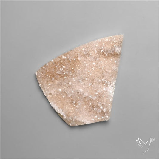 Rare Petrified Wood Druzy Arizona