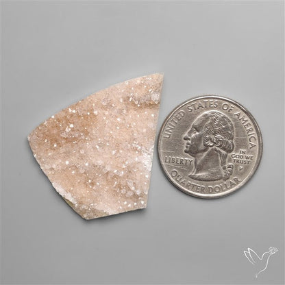 Rare Petrified Wood Druzy Arizona