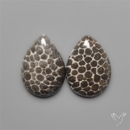 Stingray Black Fossil Corals Pair